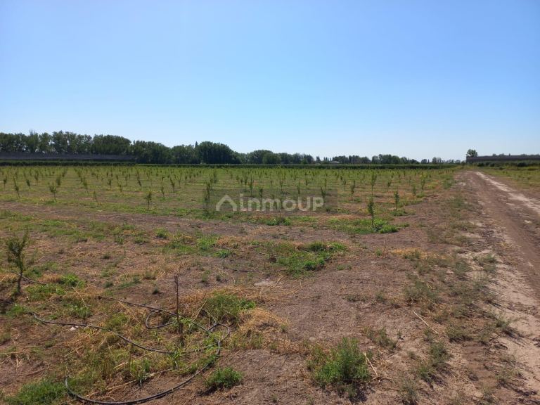 Finca en Venta en San Martin, Mendoza