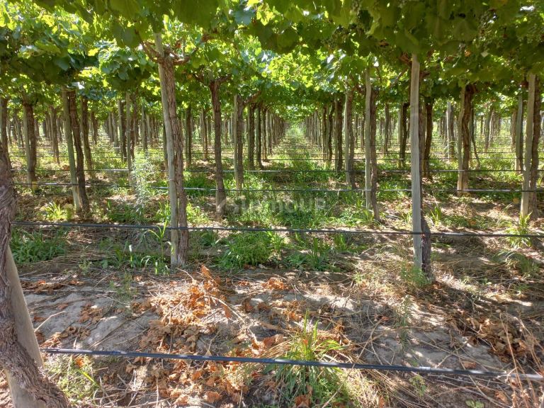 Finca en Venta en San Martin, Mendoza
