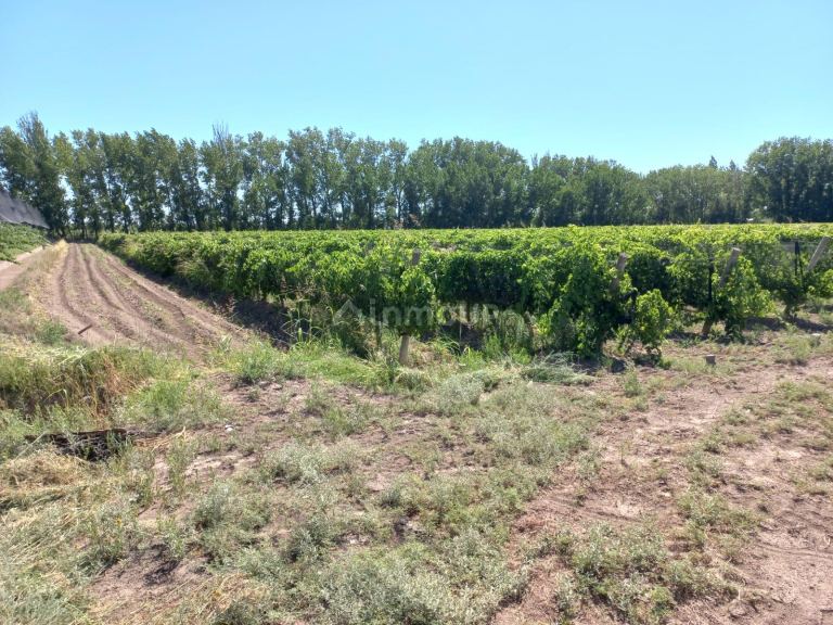 Finca en Venta en San Martin, Mendoza