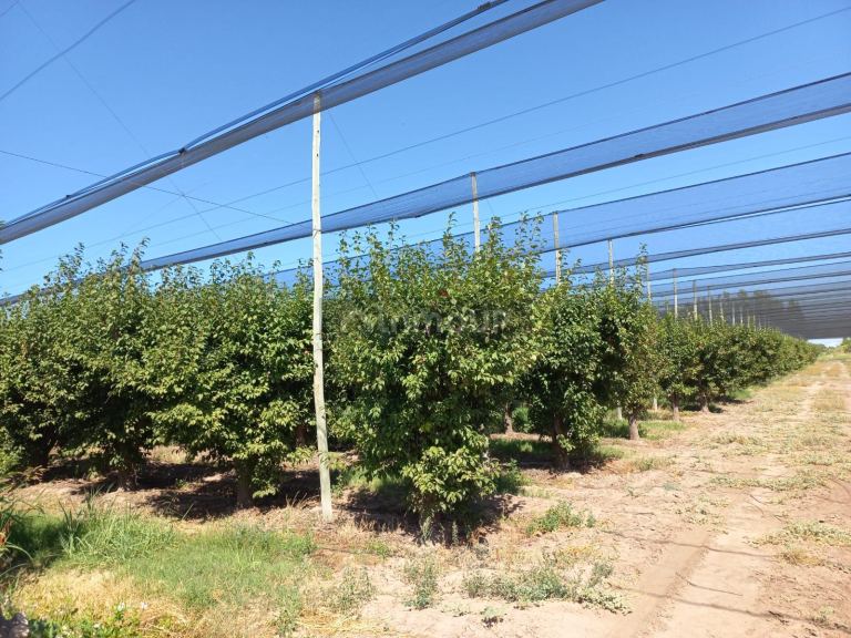 Finca en Venta en San Martin, Mendoza