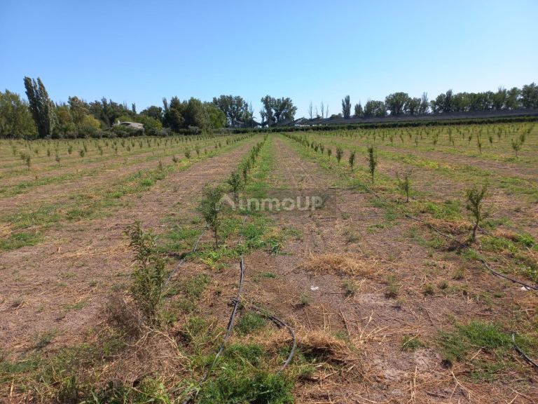 Finca en Venta en San Martin, Mendoza