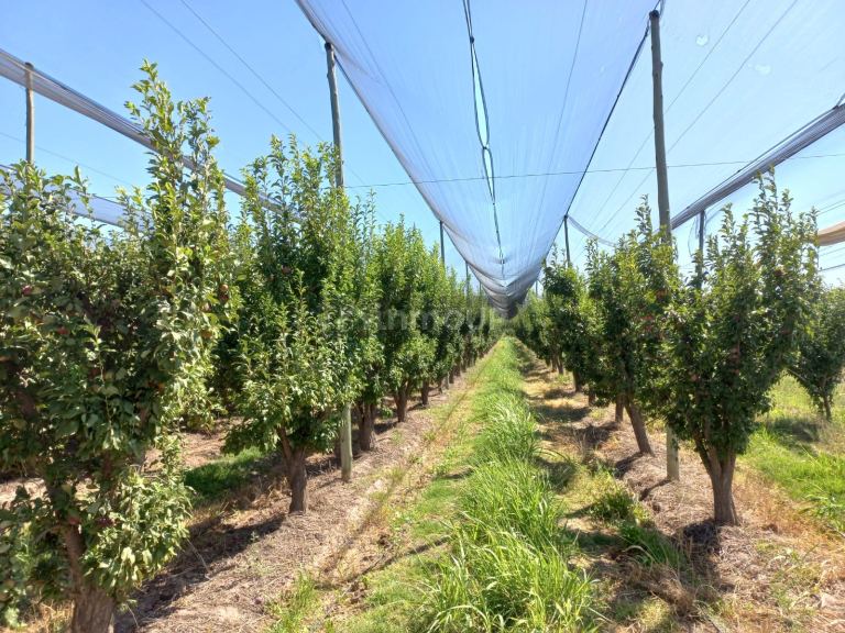 Finca en Venta en San Martin, Mendoza