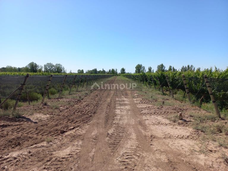 Finca en Venta en San Martin, Mendoza