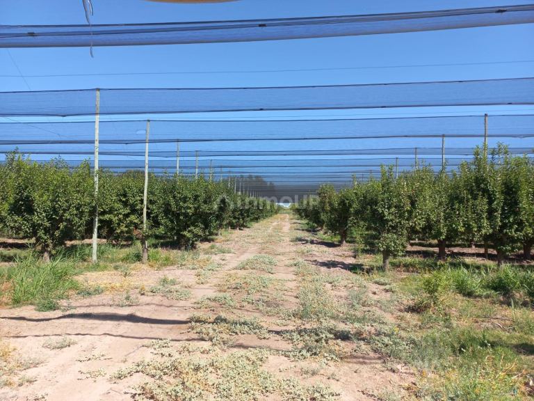 Finca en Venta en San Martin, Mendoza