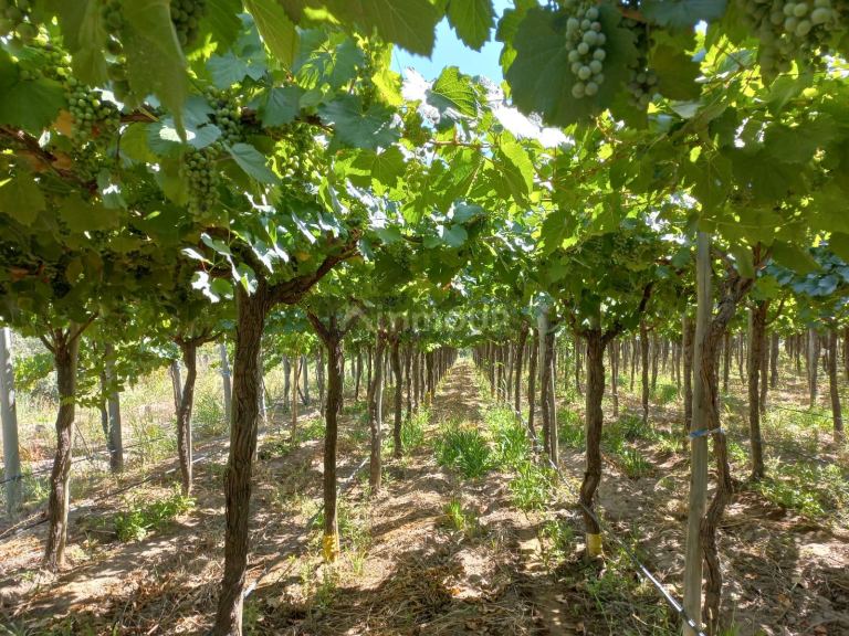 Finca en Venta en San Martin, Mendoza