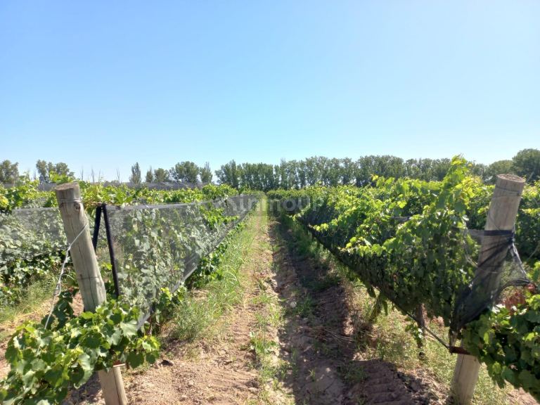 Finca en Venta en San Martin, Mendoza