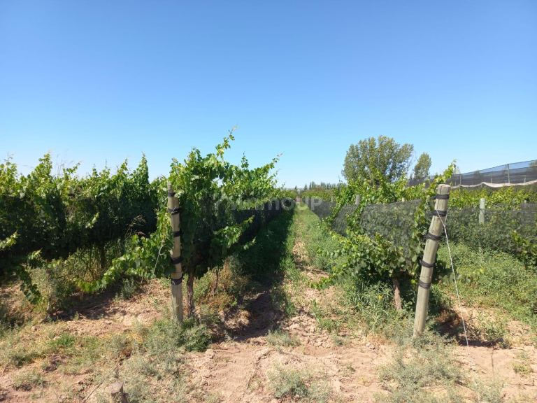 Finca en Venta en San Martin, Mendoza