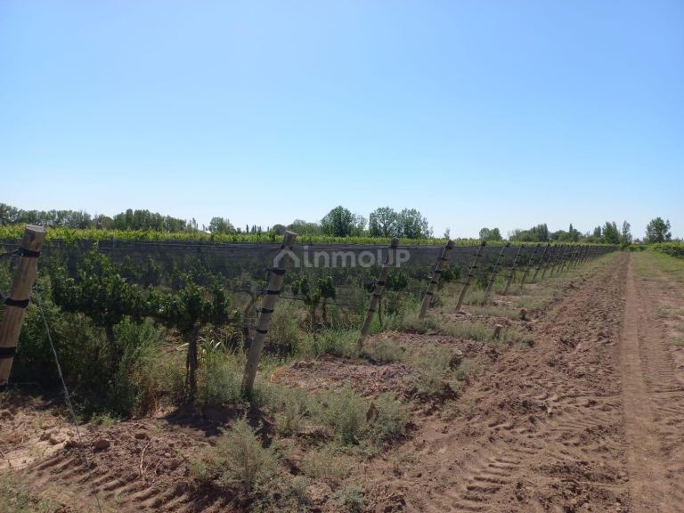 Finca en Venta en San Martin, Mendoza