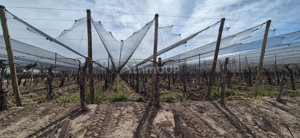 Finca en Venta en Junin, Mendoza