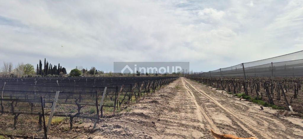 Finca en Venta en Junin, Mendoza