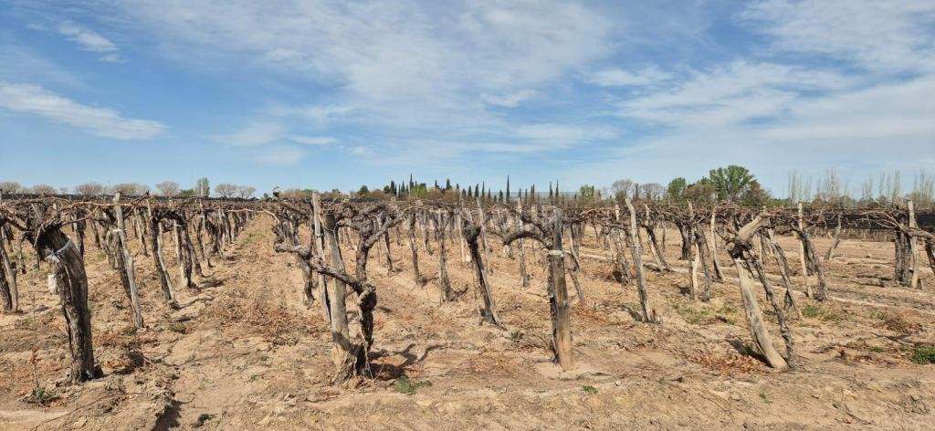 Finca en Venta en Junin, Mendoza
