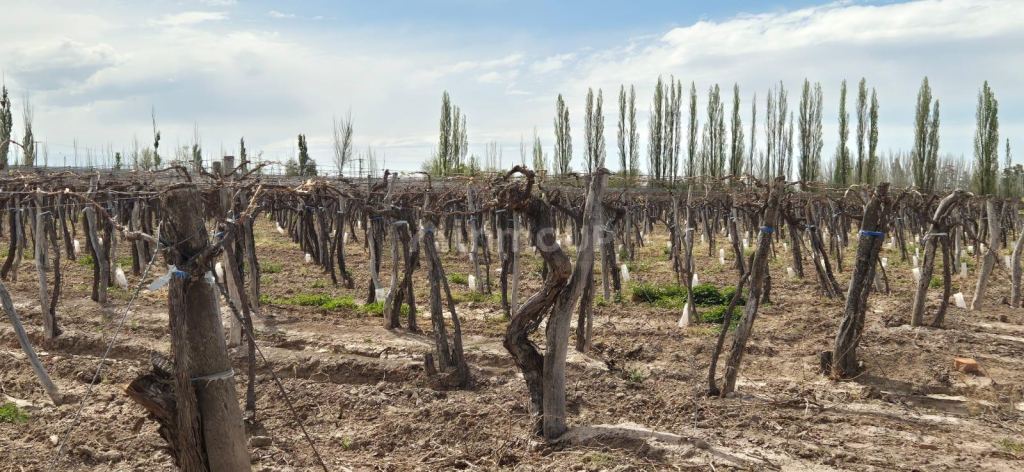 Finca en Venta en Junin, Mendoza