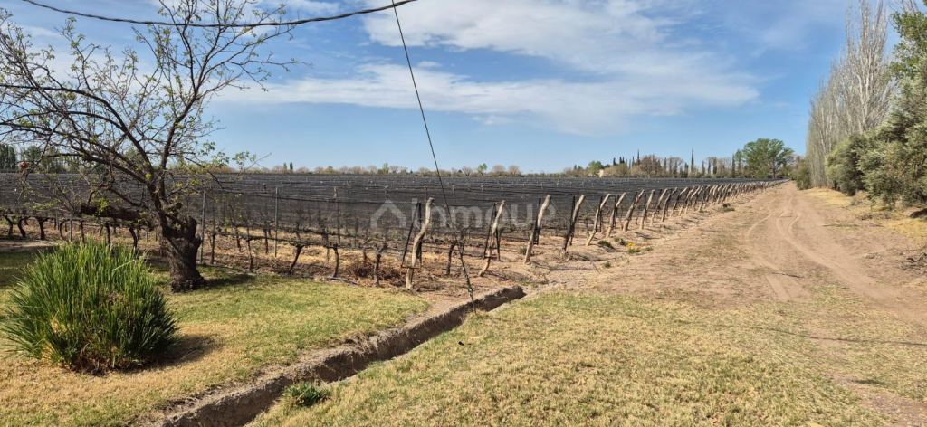 Finca en Venta en Junin, Mendoza