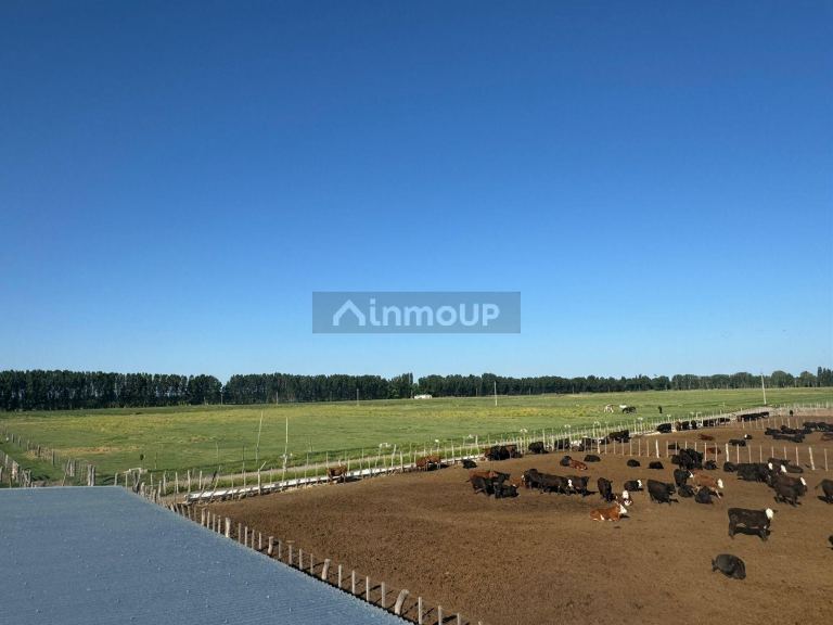 Campo en Venta en San Rafael, Mendoza