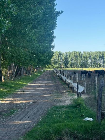 Campo en Venta en San Rafael, Mendoza