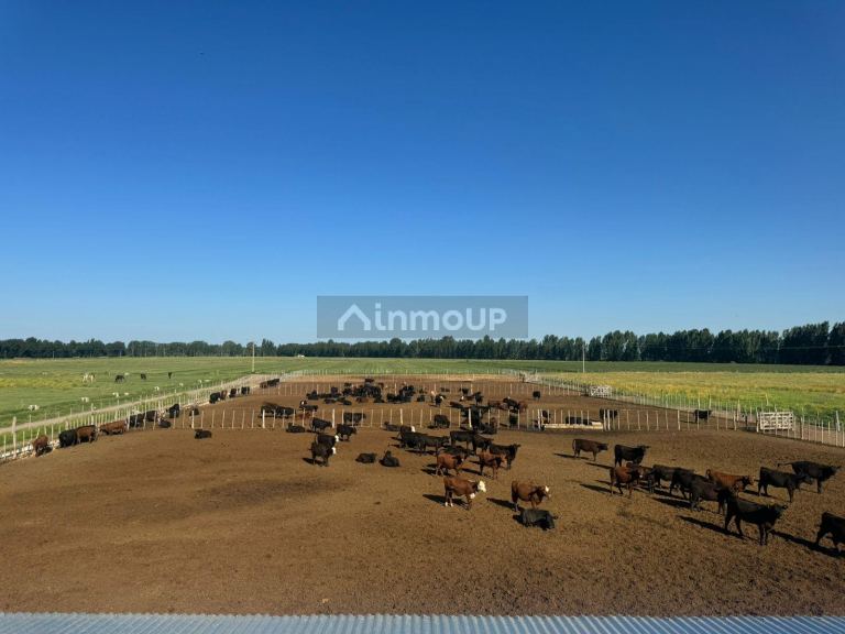 Campo en Venta en San Rafael, Mendoza