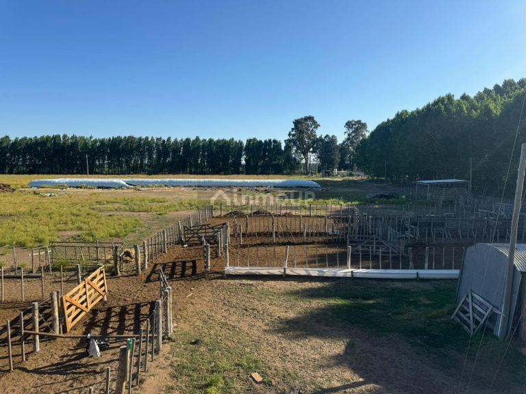 Campo en Venta en San Rafael, Mendoza