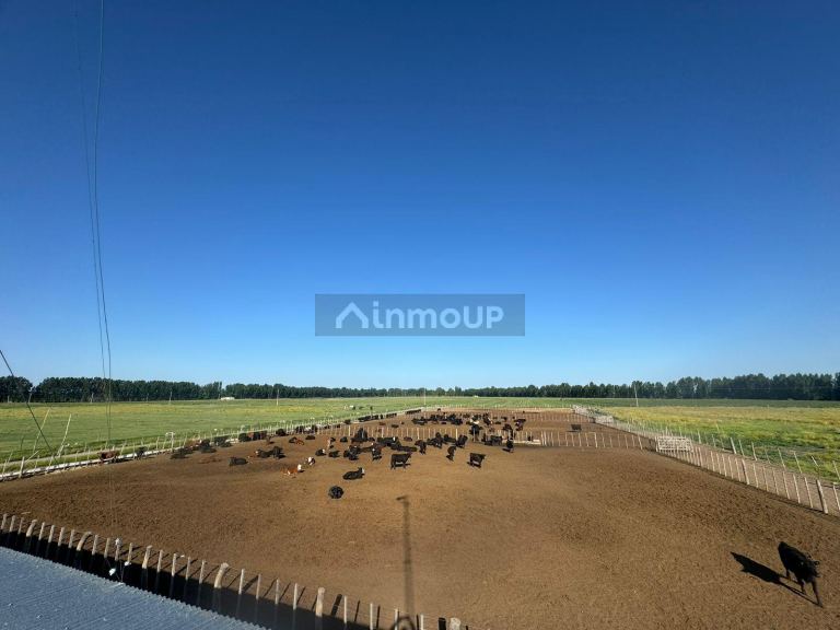 Campo en Venta en San Rafael, Mendoza