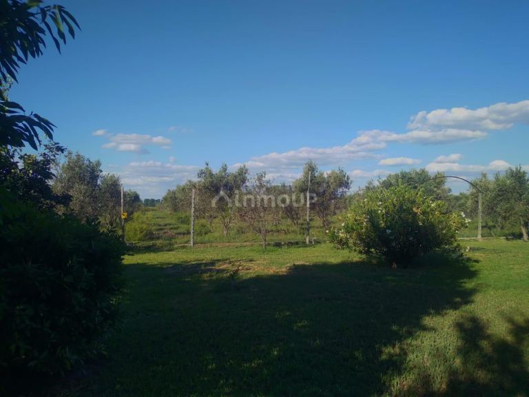 Finca en Venta en San Martin, Mendoza