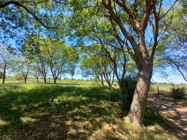 Finca en Venta en San Martin, Mendoza