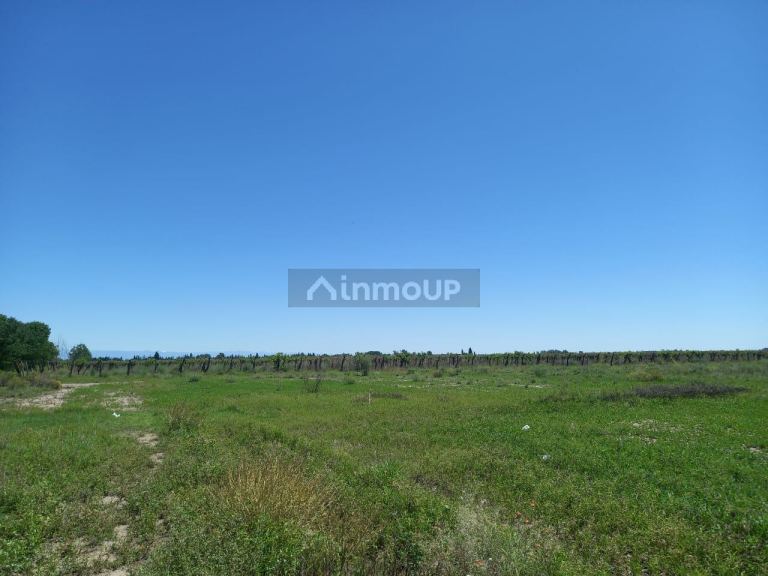 Finca en Venta en San Martin, Mendoza