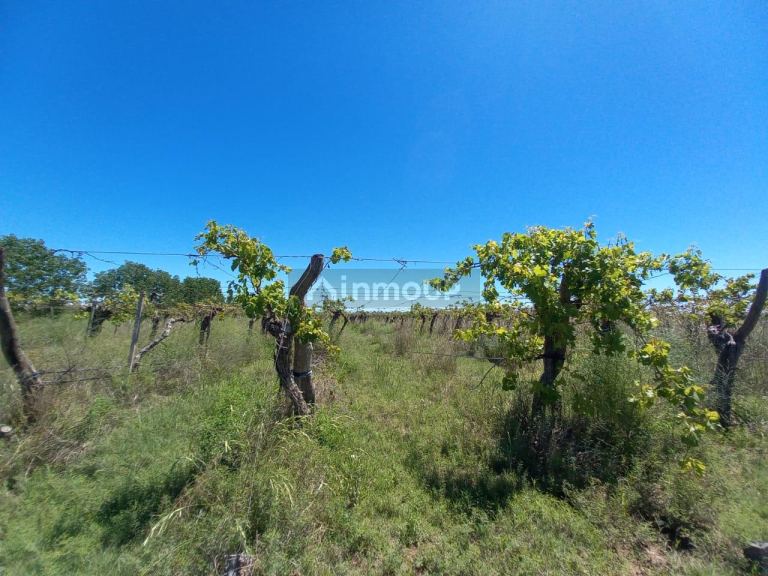 Finca en Venta en San Martin, Mendoza
