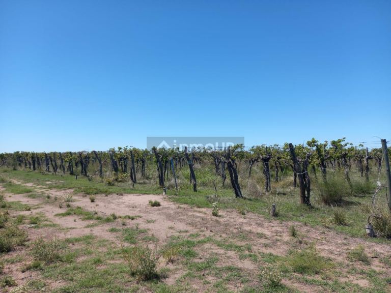 Finca en Venta en San Martin, Mendoza