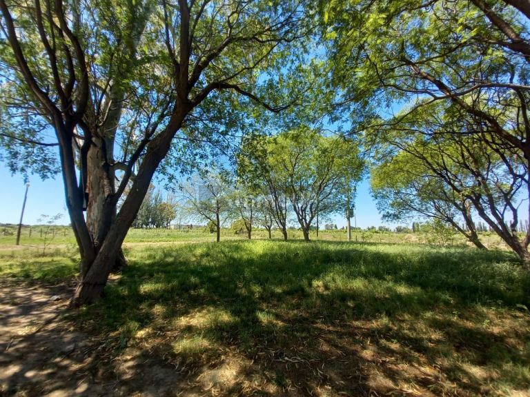 Campo en Venta en San Martin, Mendoza