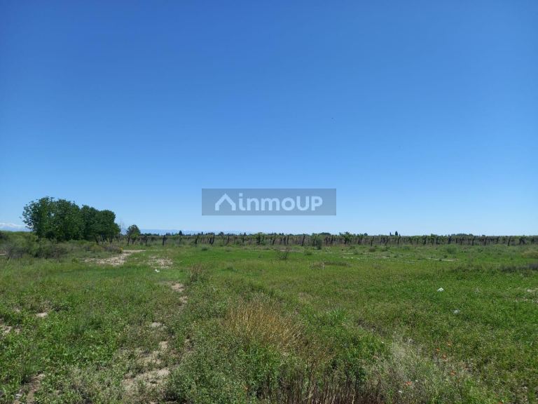 Campo en Venta en San Martin, Mendoza