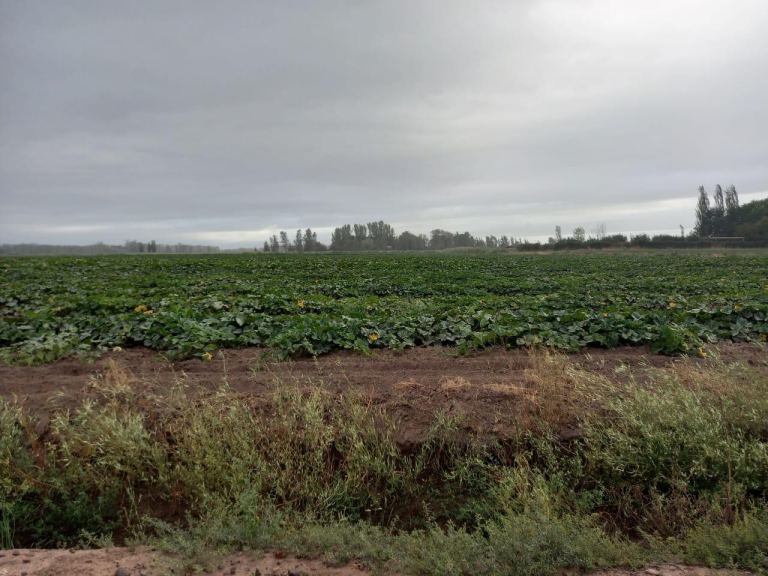Finca en Venta en San Carlos, Mendoza