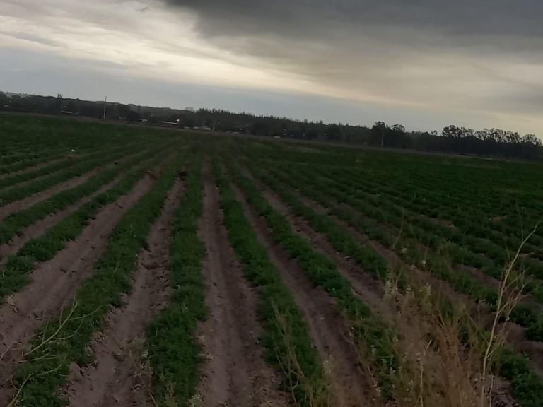Finca en Venta en San Carlos, Mendoza
