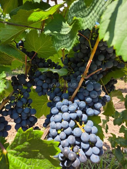 Finca en Venta en Maipu, Mendoza