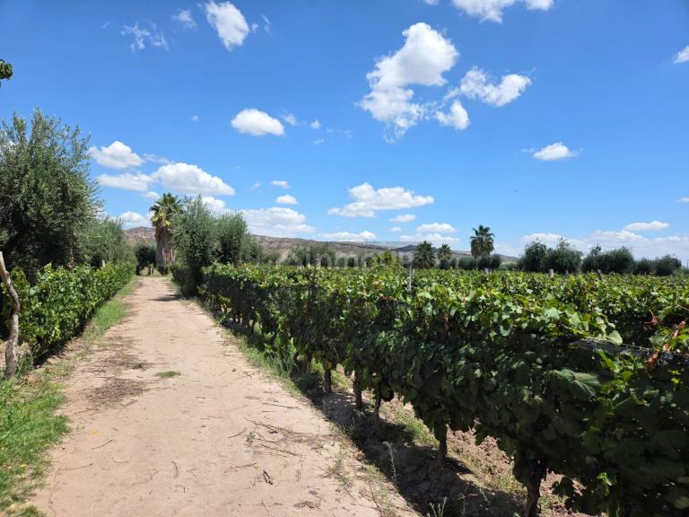 Finca en Venta en Maipu, Mendoza