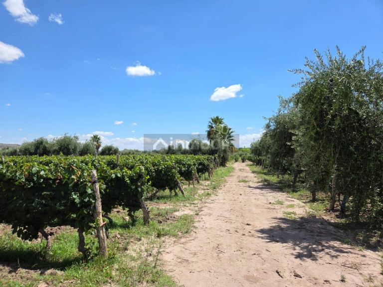 Finca en Venta en Maipu, Mendoza