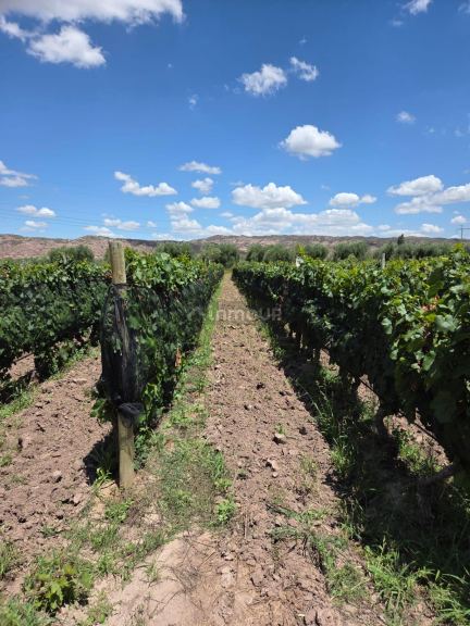 Finca en Venta en Maipu, Mendoza