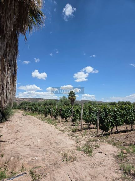 Finca en Venta en Maipu, Mendoza