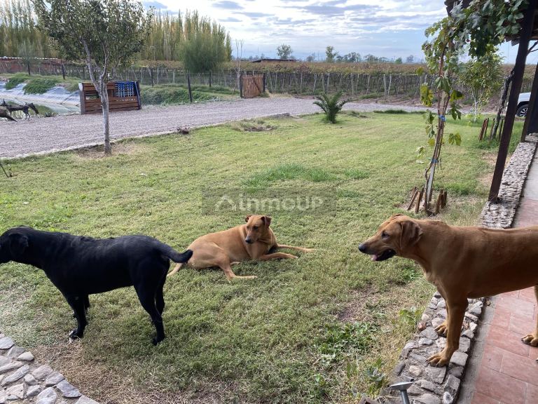 Bodega en Venta en Lavalle, Mendoza