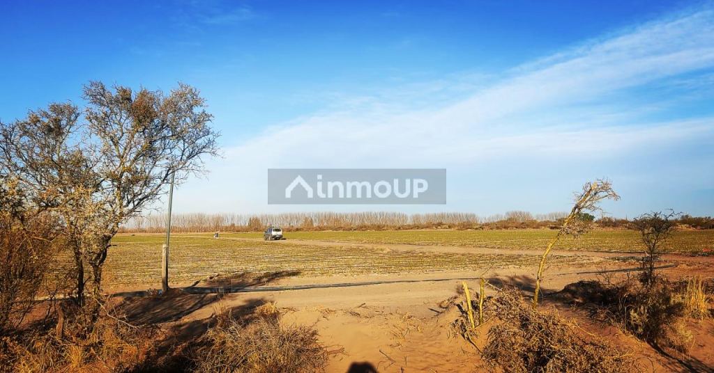 Finca en Venta en Rivadavia, Mendoza
