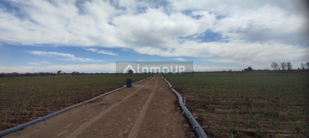 Finca en Venta en Rivadavia, Mendoza