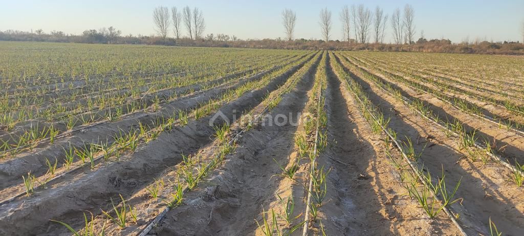 Finca en Venta en Rivadavia, Mendoza