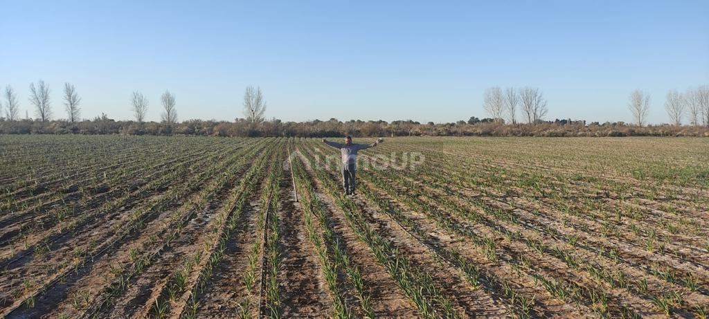 Finca en Venta en Rivadavia, Mendoza