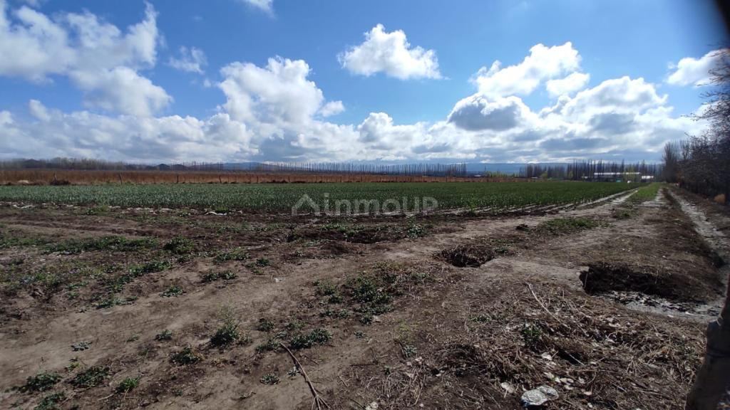 Finca en Venta en Rivadavia, Mendoza
