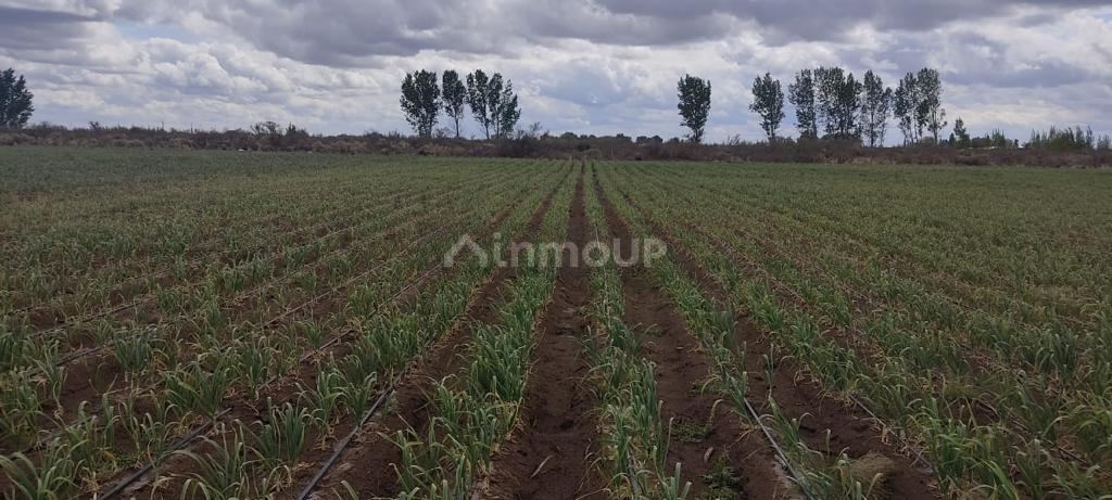 Finca en Venta en Rivadavia, Mendoza