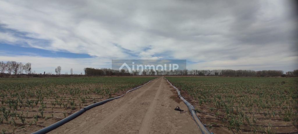 Finca en Venta en Rivadavia, Mendoza