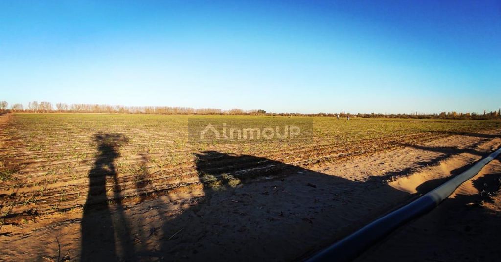 Finca en Venta en Rivadavia, Mendoza