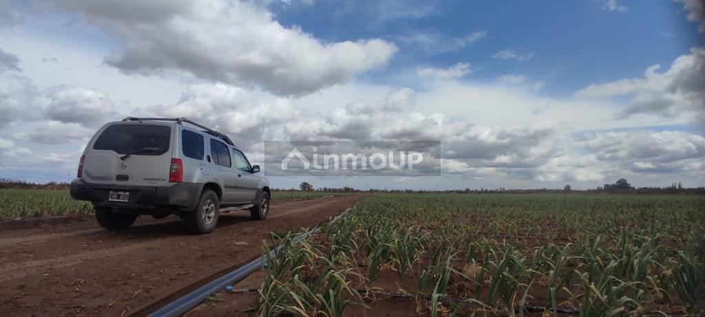 Finca en Venta en Rivadavia, Mendoza