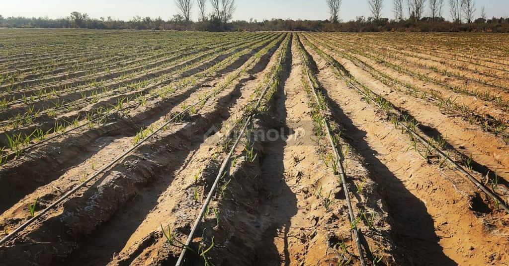 Finca en Venta en Rivadavia, Mendoza