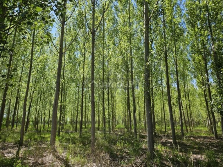 Finca en Venta en Tunuyan, Mendoza