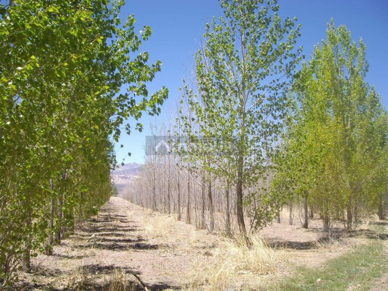 Finca en Venta en Las Heras, Mendoza