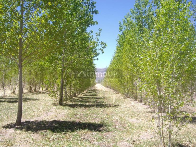 Finca en Venta en Las Heras, Mendoza
